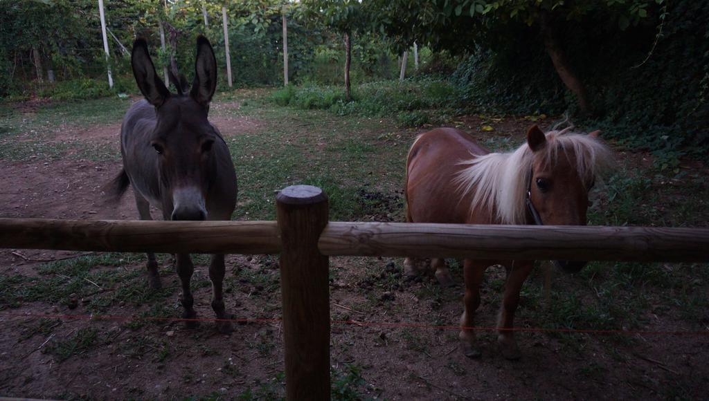 Agriturismo Fior Di Pesco Otel Sommacampagna Dış mekan fotoğraf