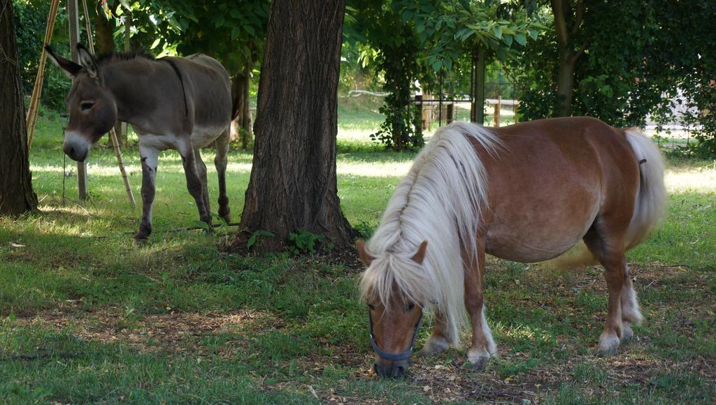 Agriturismo Fior Di Pesco Otel Sommacampagna Dış mekan fotoğraf